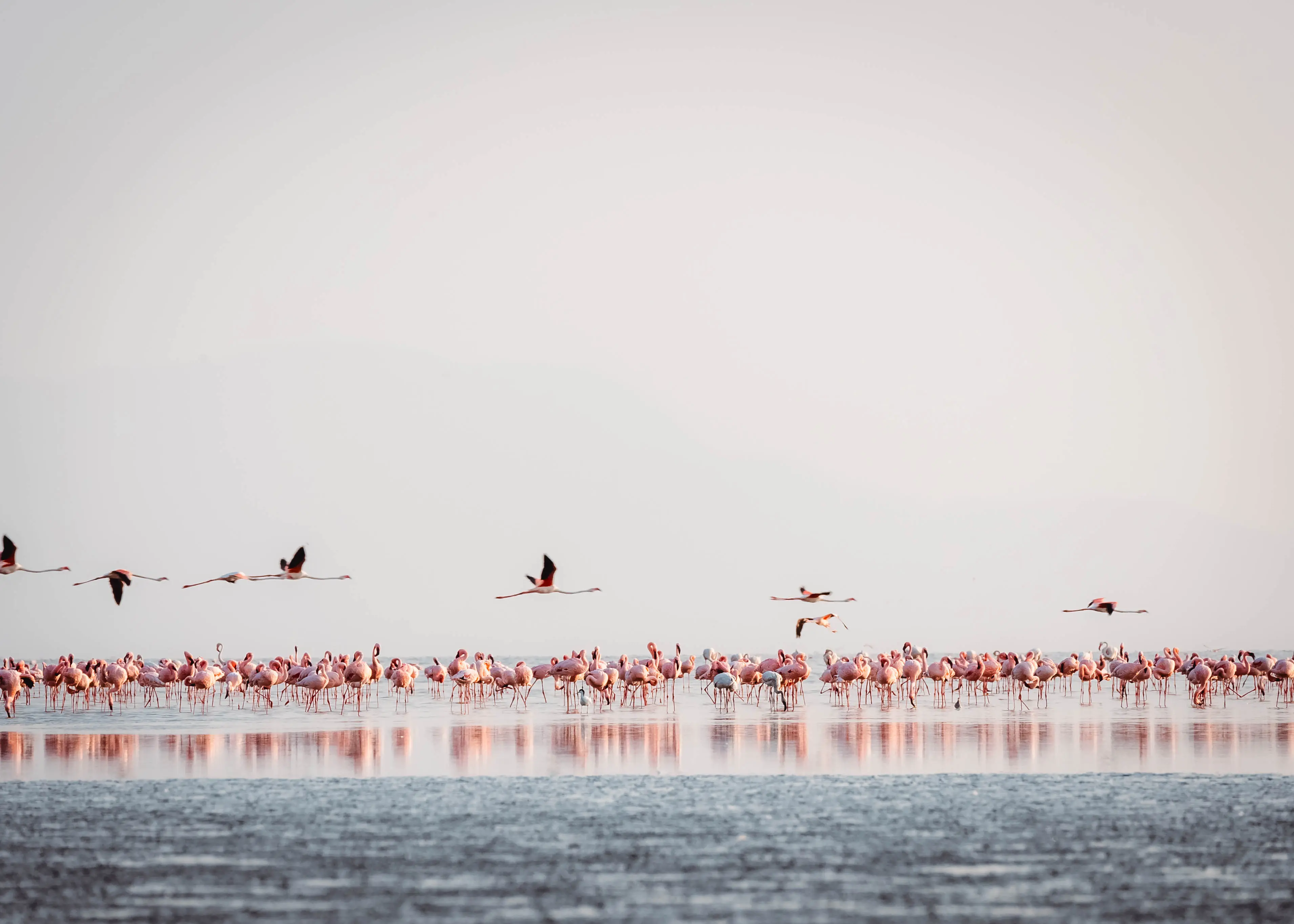Jezero Natron – hnízdiště plameňáků malých. Foto: archiv Altezza Travel