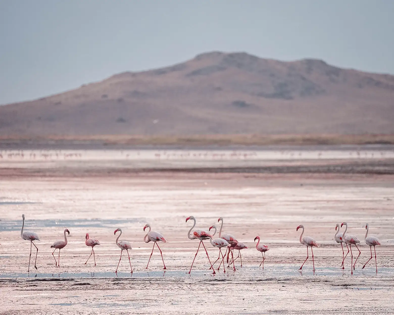 Plameňáci na březích jezera Natron. Foto: archiv Altezza Travel