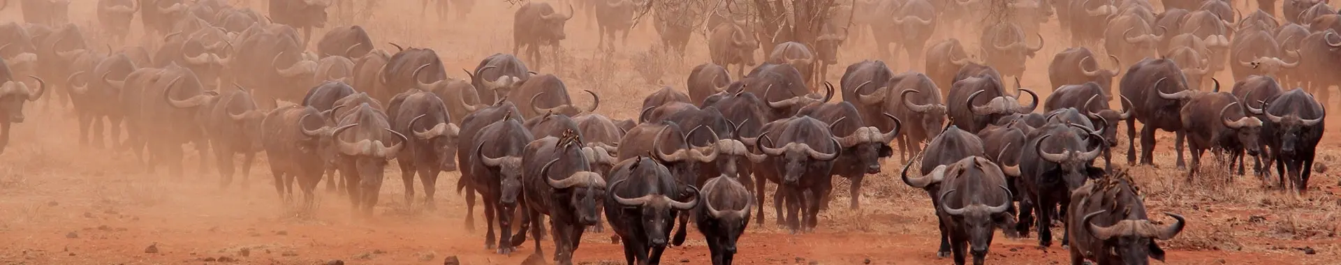 Africký buvol