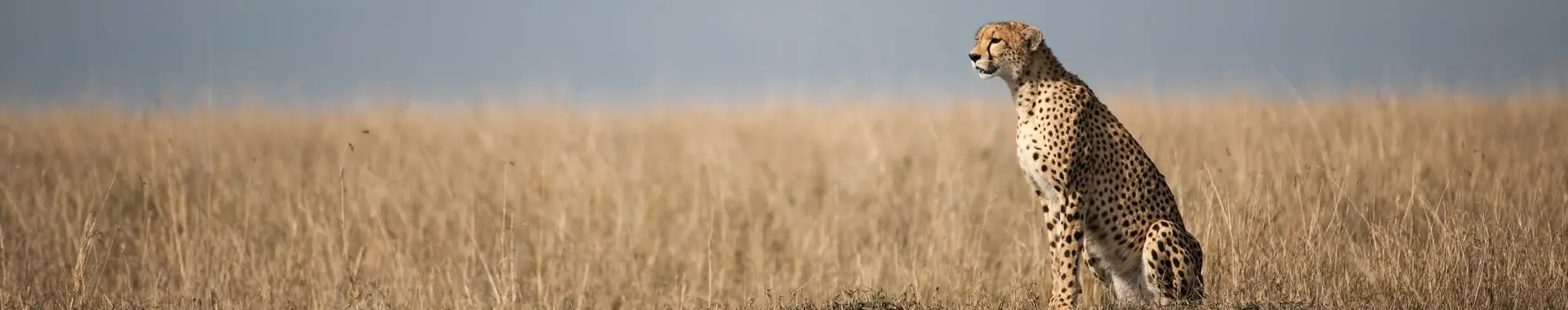 Africký gepard