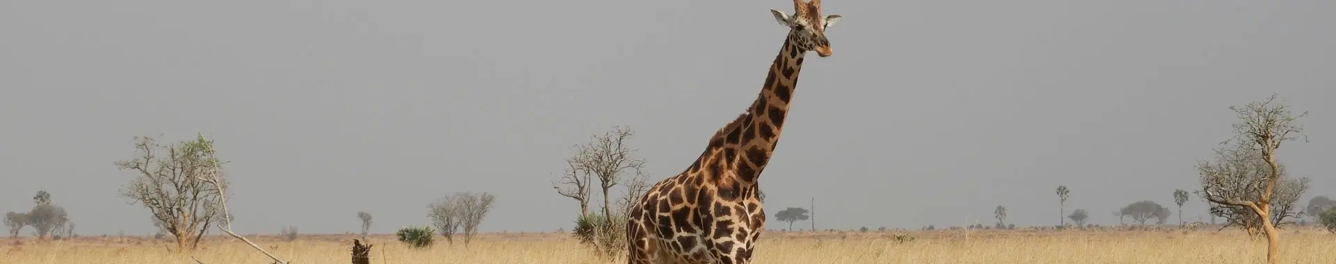 Africká žirafa