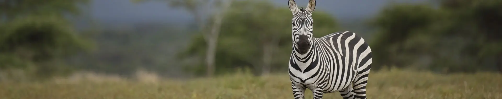 Africká zebra