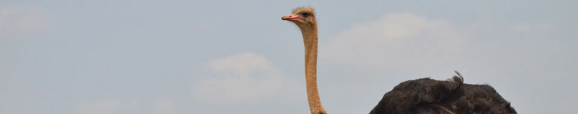 Africký pštros