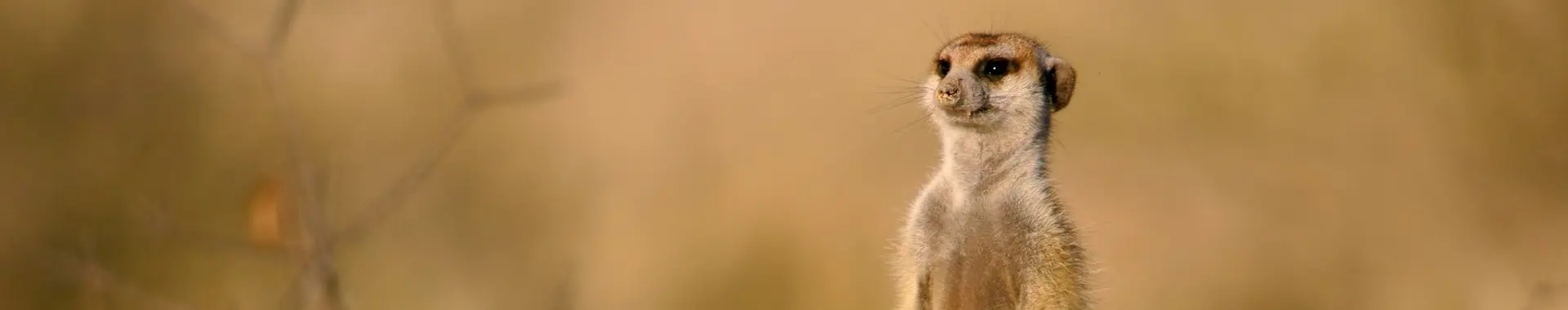 Africká mangusta