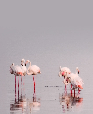 Jezero Manyara