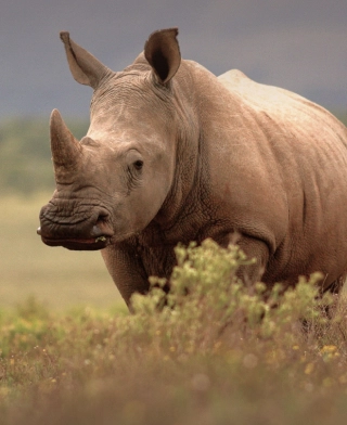 Kráter Ngorongoro