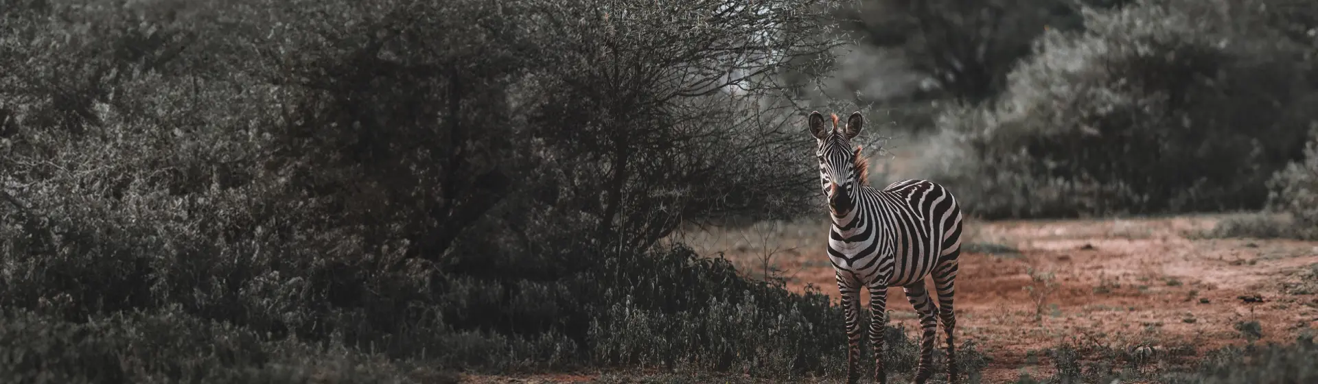 Safari v Arushe Safari v Arushe