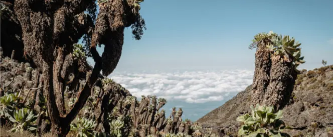 Trasa Lemosho – den 5 – Trek z kempu Barranco do kempu Karanga