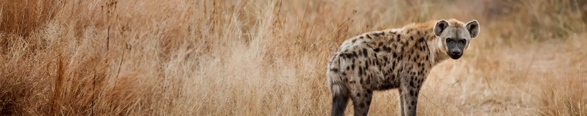 Africká hyena
