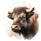 Buvol