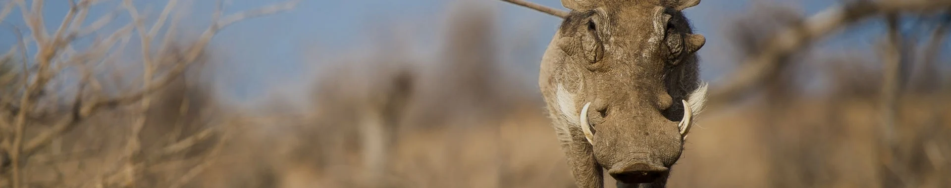 Africké prase bradavičnaté