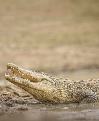 Národní park Ruaha