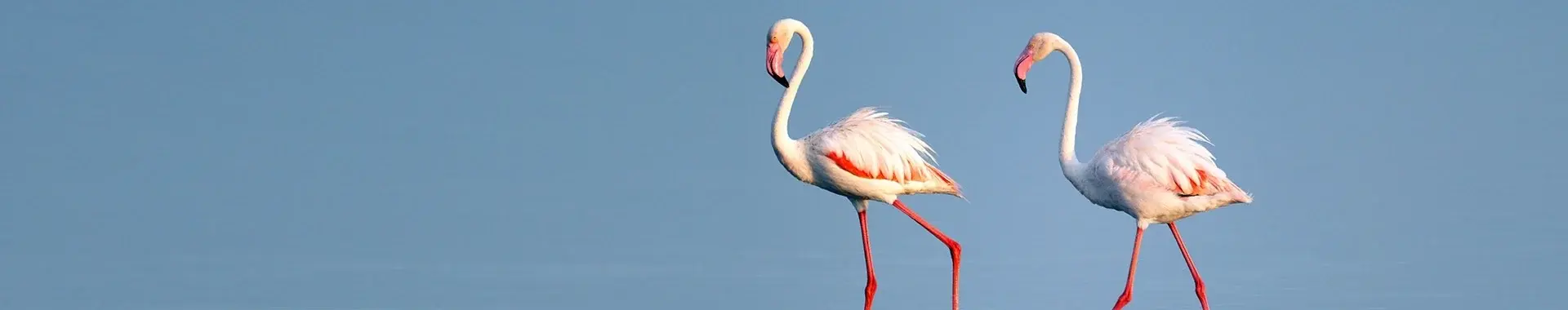 Africký plameňák