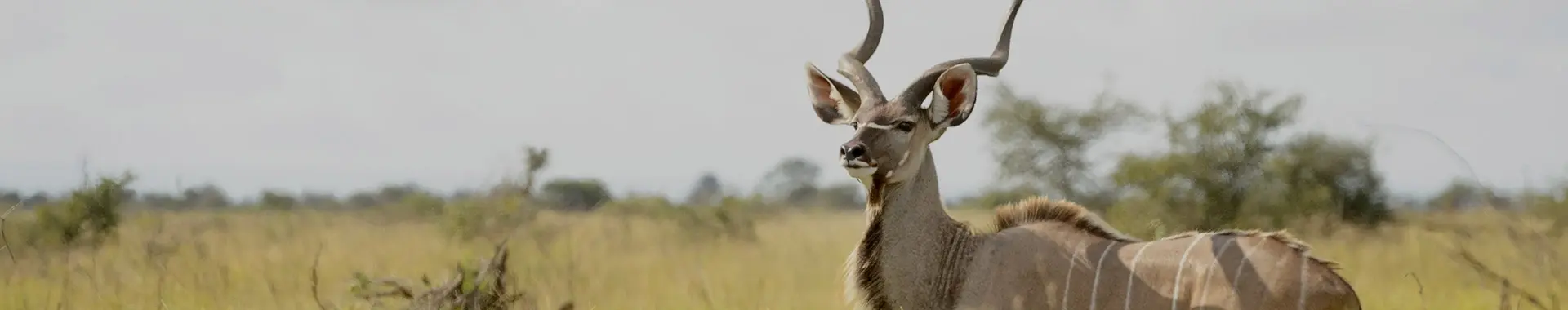Africká antilopa kudu