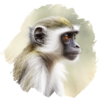 Kočkodan červenozelený
