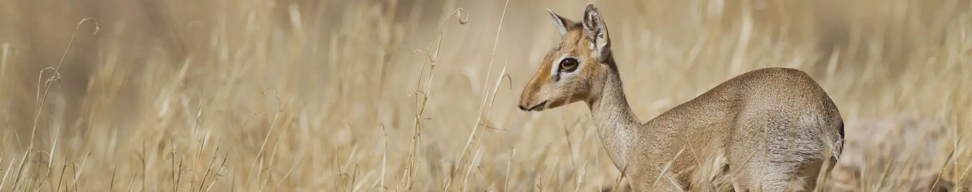 Africká antilopa dikdik