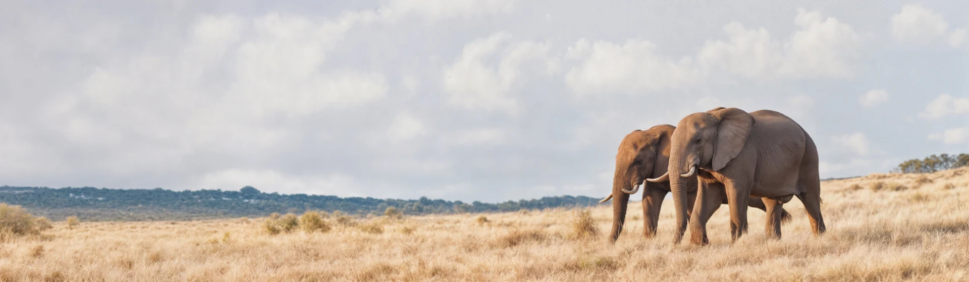 Safari v Tarangire Safari v Tarangire