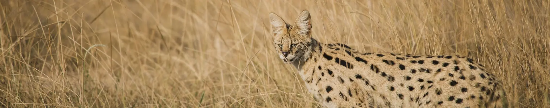 Africký serval