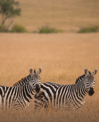 Národní park Arusha
